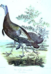 illustration of turkey