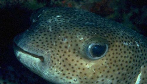 Porcupinefish