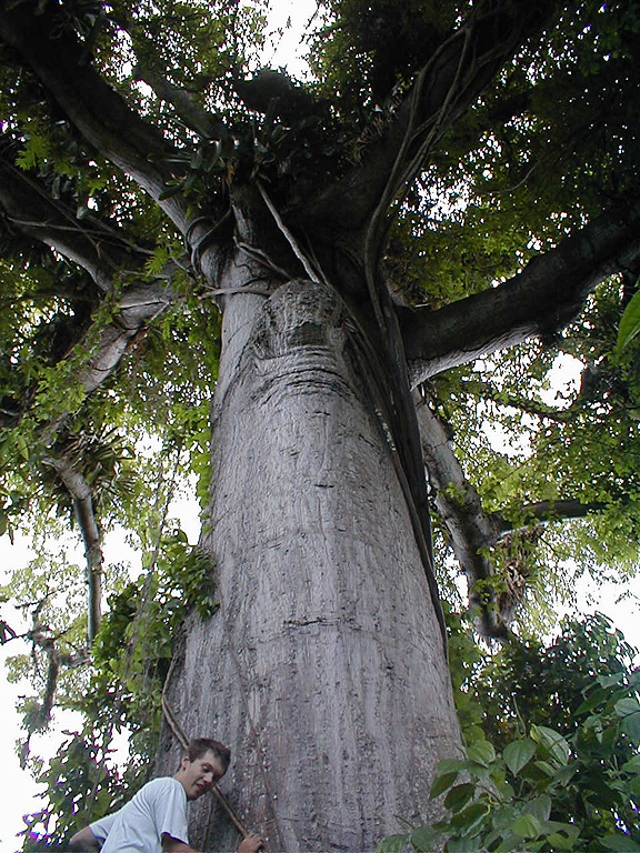 Silk Cotton Tree – Caribbean Archaeology Program