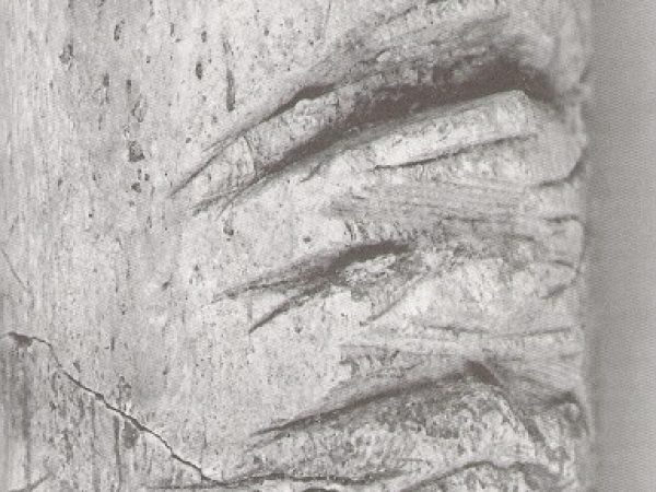 Humerus extreme close-up