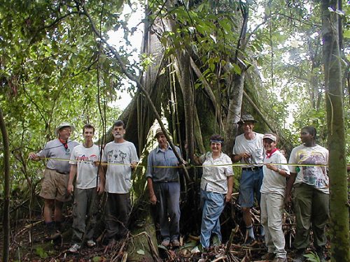 Measuring the tree