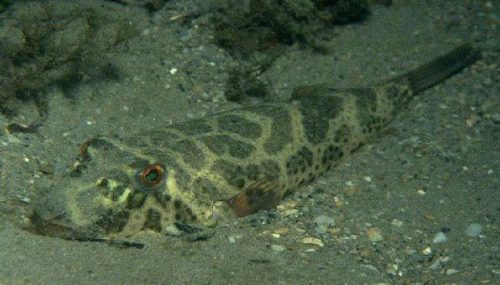 Checkered puffer