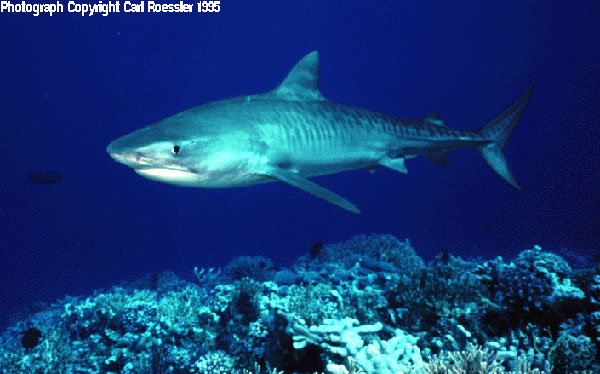 South on 101: Prehistoric sharks invade Santa Barbara, South on 101