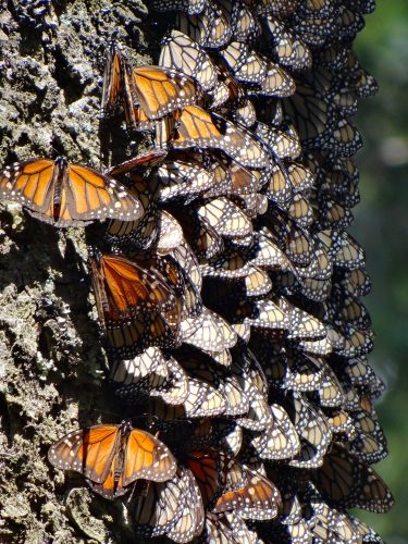 Monarch butterflies overwintering in Mexico