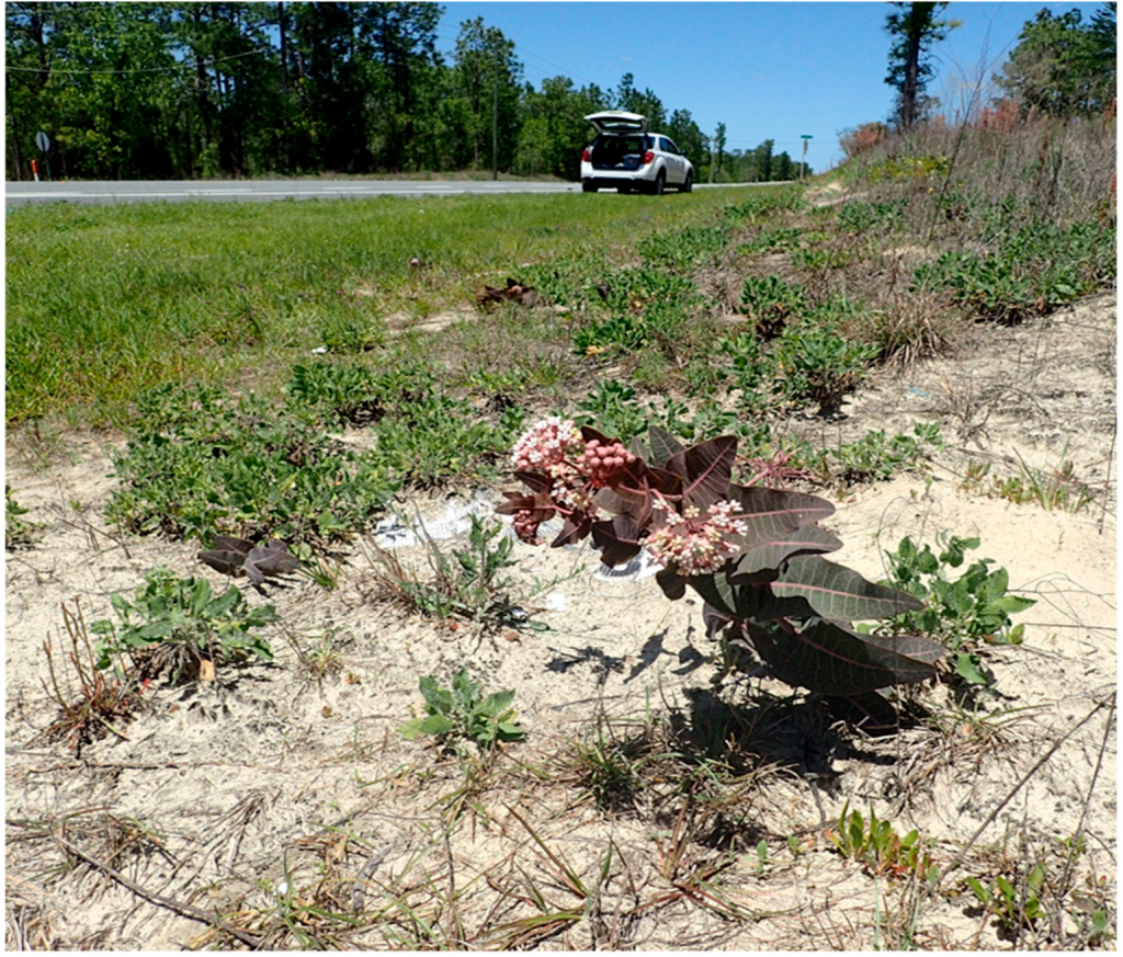 Sandhill milkweed on a Florida roadside