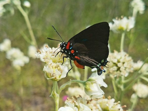 A Great Purple Hairstreak drinks from a Carolina Woolywhite flower in a well managed utility right of way.