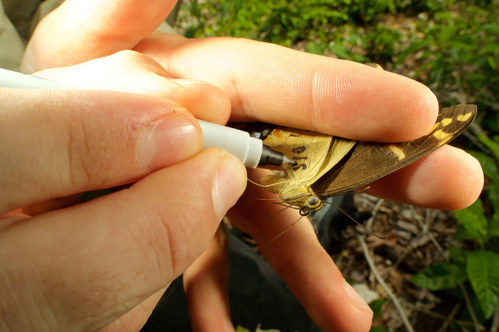 A wild Schaus' Swallowtail is marked before being released in Biscayne National Park.