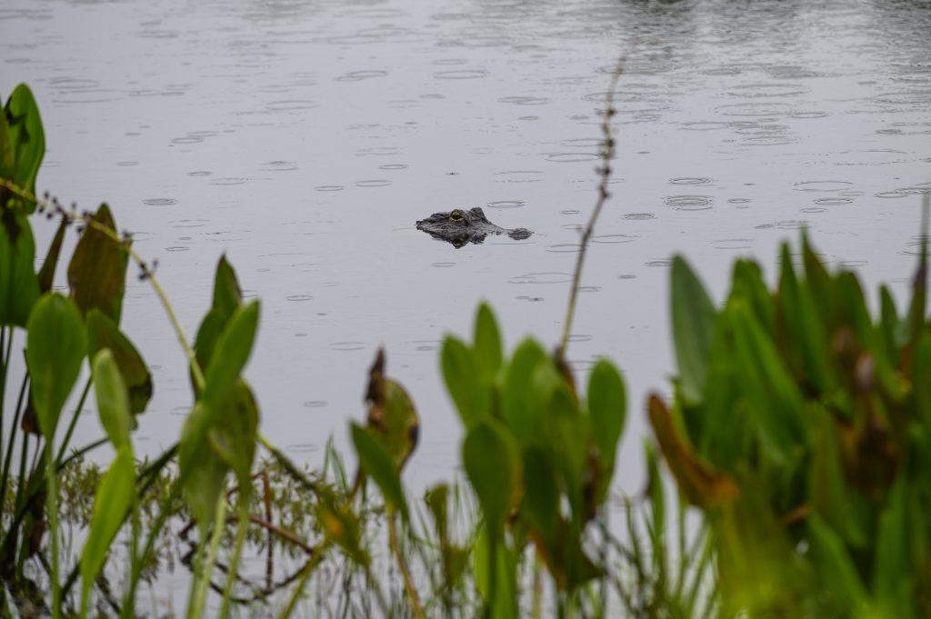 An alligator in a retention basin