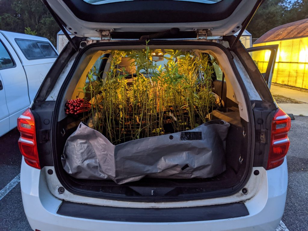 The back of an SUV, filled with nectar and milkweed plants.