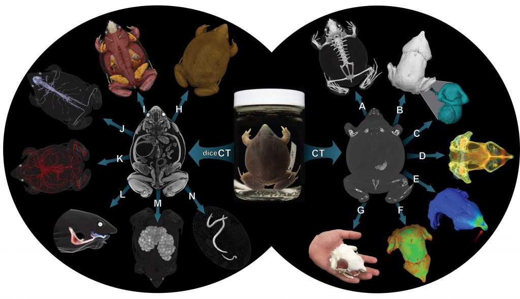 oVert Figure 1