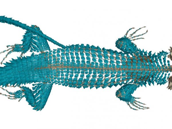 Smaug barbertonensis