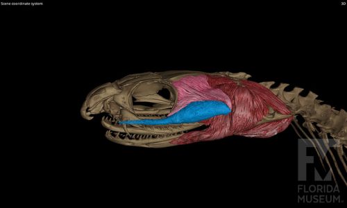 Eastern brown snake scan, showing the left venom gland in blue, the associated muscle in punk, and jaw muscles in red.