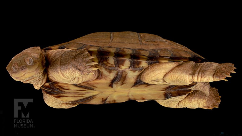scan of African helmeted turtle view from the side