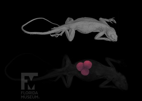 DiceCT scan of a rainbow agama, showing external surface of body (top), and transparent body with three eggs inside (bottom). 