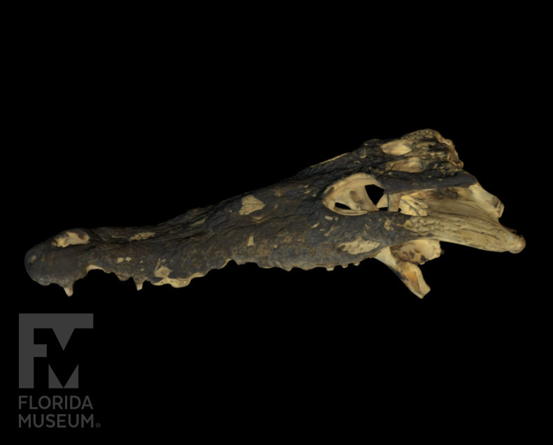 scan of the cranium of an American Crocodile