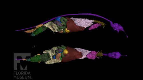 Internal organs of a green anole, with elements rendered in different colours. Shown from the right hand side (top), and from below (bottom).