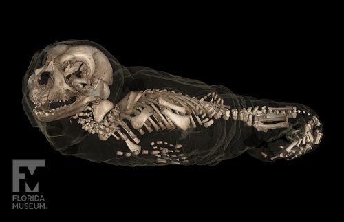 scan of Baby seal, showing the skeleton inside the body outline.