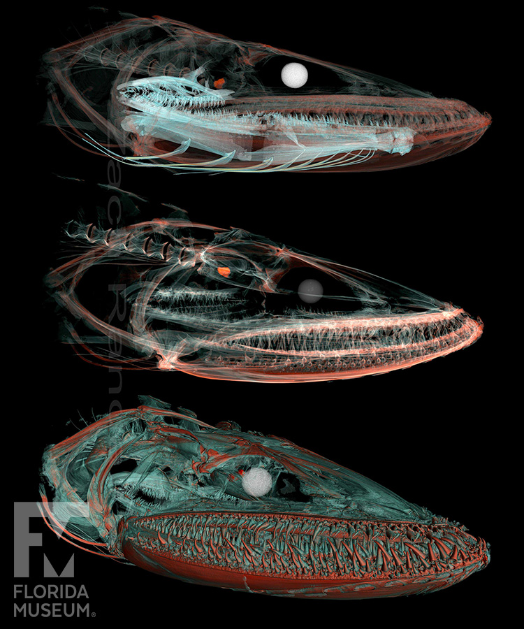 Deepsea lizardfish scan
