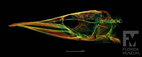 CT scan of a golden pike-characin head, with X ray style yellow, green and red rendering 
