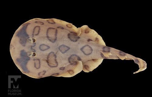 scan of Brazilian Electric Ray view from above