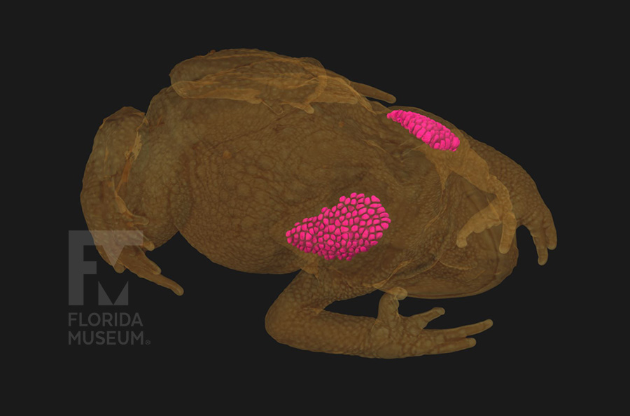 scan of Cane Toad Parotoid Glands