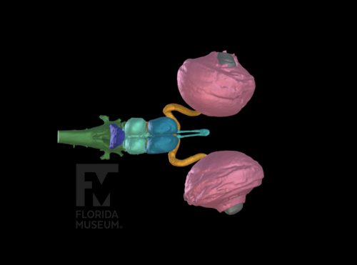 3D model of the brain and eyes of a veiled chameleon, with different anatomical components of the brain shown in different colours. 