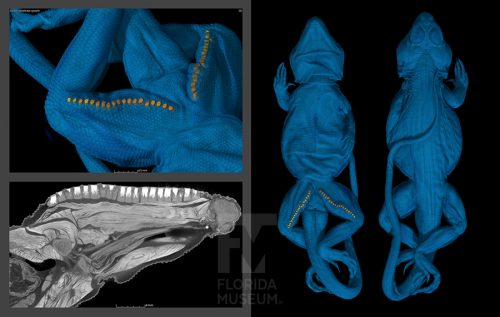 DiceCT scan of a male collared lizard, showing the lizards body in blue and femoral pores in yellow. Close up of femoral pores shown in the top left window, cross section through hindleg shown in bottom left window, and whole body viewed from the top and bottom shown on the right. 