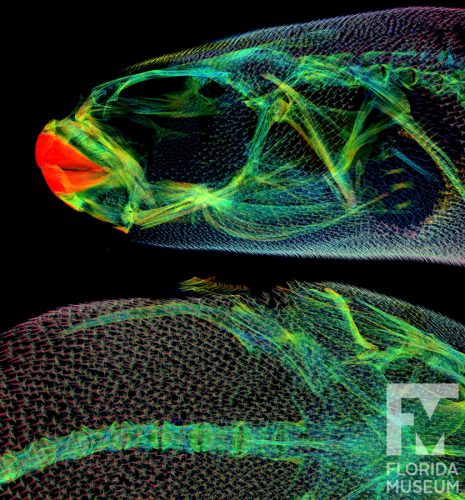 CT scan of a Fahaka pufferfish scan, with close-ups of the head (top) and dorsal portion of spines (bottom). X ray stye rendering in yellow, green, and red. 