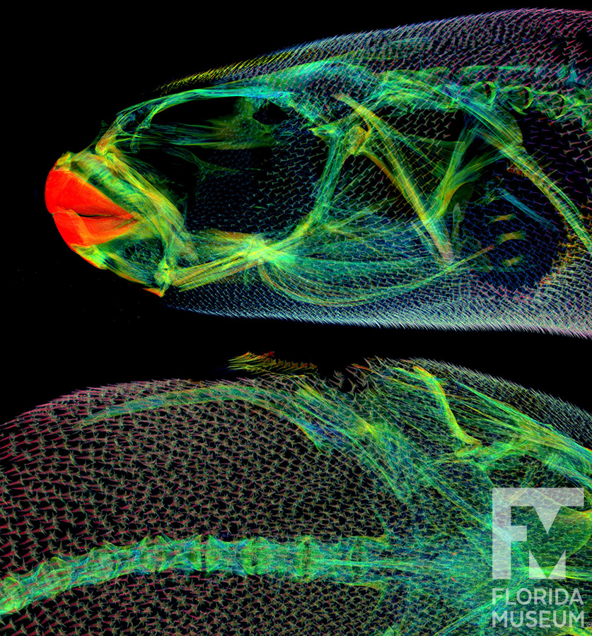 Fahaka pufferfish scan