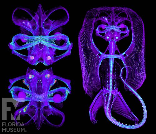 CT scan of a Fanfin skate, with X ray style blue and purple rendering. Ventral closeup of the head (top left), dorsal closeup of the head (bottom left), and ventral view of the whole body (right).