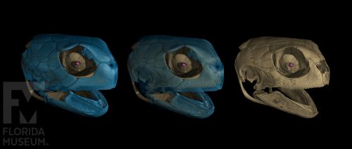 CT scan of a green sea turtle skull with external scales of the head shown in blue. 