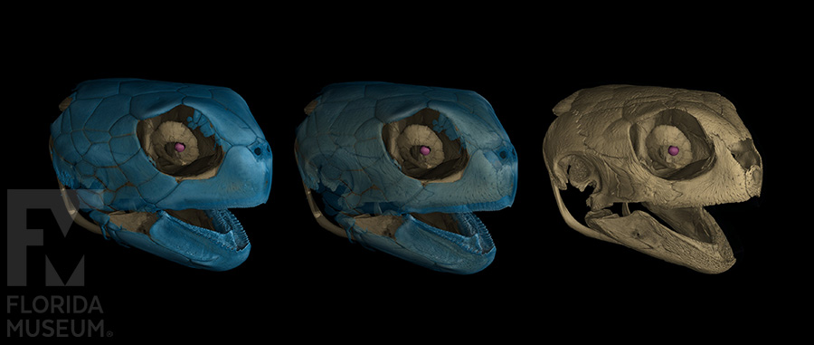 scan of Green sea turtle skull
