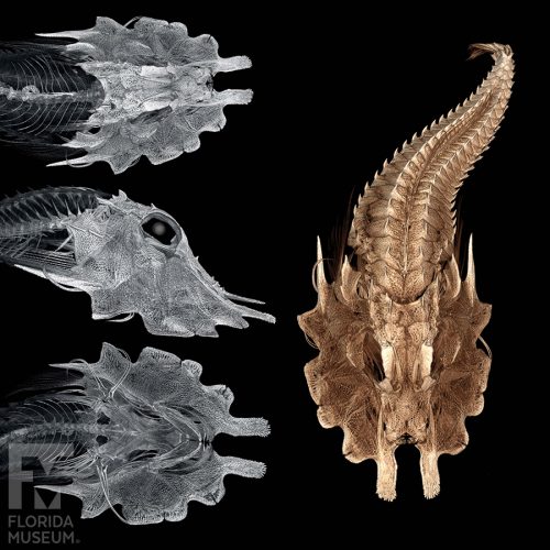 CT scan of a jaggedhead Gurnard. White volume rendering of the head in top, right side, and bottom views (left), and brown volume rendering of the body viewed from the top (right).