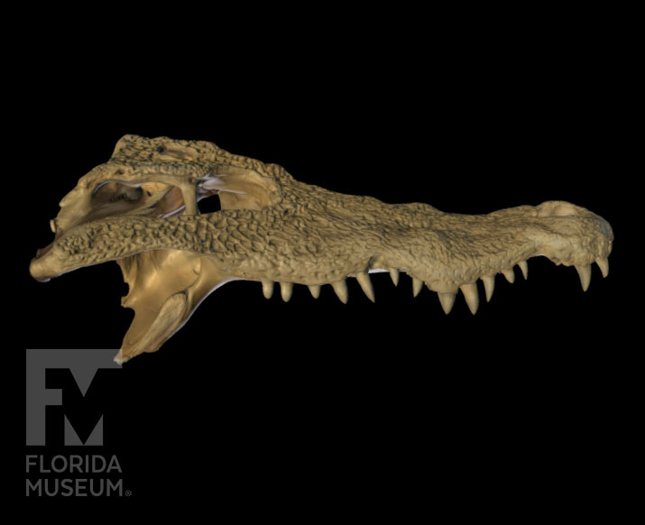 Cranium of nile crocodile with many teeth