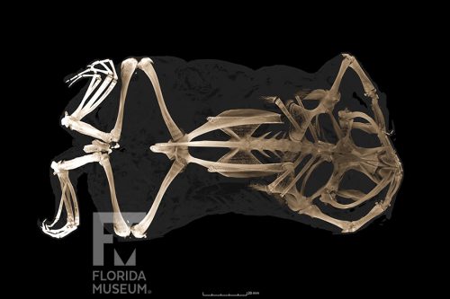 scan showing the bones of a Pipa pipa