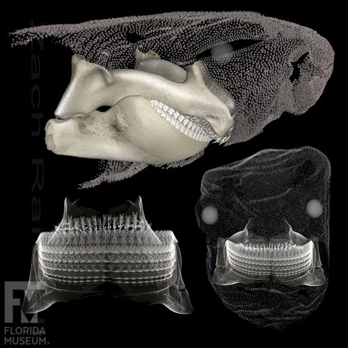 Portuguese dogfish scan, showing the jaws and denticles of the animal as viewed from the right side (top), and the front (bottom).