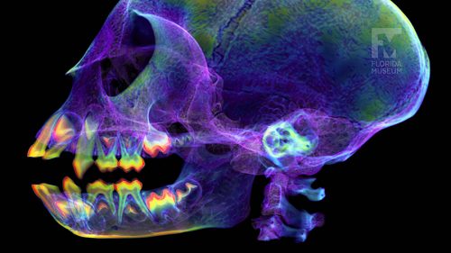 CT scan of a Roloway monkey head with X ray style rendering, and rainbow density map.