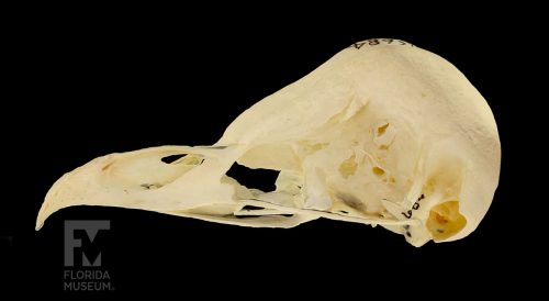 barn owl skull