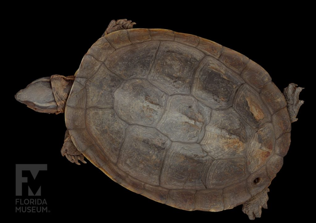 scan of Southeast Asian box turtle view from above