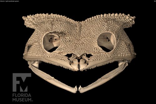 scan of the skull Spix's Horned Treefrog