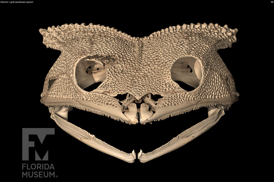 scan of the skull Spix's Horned Treefrog