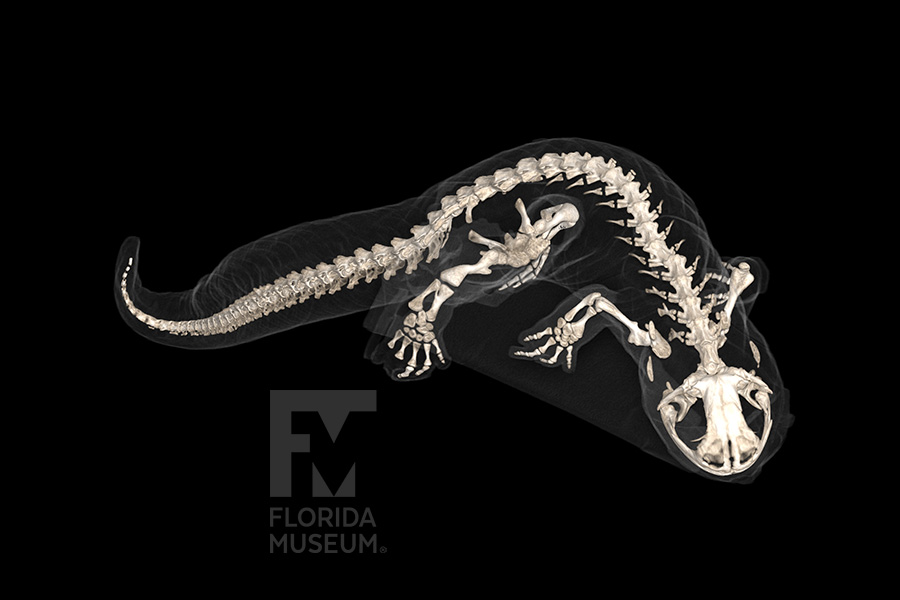 scan showing the bones of a Spotted Salamander