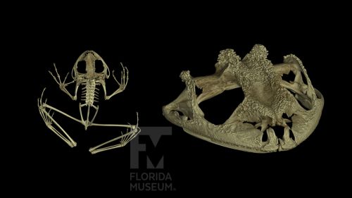 scan of Carrying frog, showing its skeleton (left), and a sloce up of its skull (right)