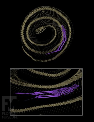 CT scan showing the skeleton of a Tropidophuis haetianus snake, with the remains of frogs legs inside the snakes body. 