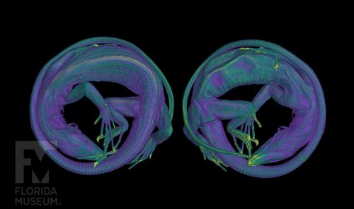 scan of Emerald tree monitor, rendered in Purple, blue, green and yellow. Shown from the top and bottom views of the specimen.