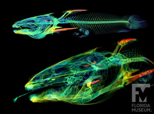 Yellow Bullhead with X ray style rendering and a colored density map. Whole body shown from the left side (top), and head shown from the left side (bottom)