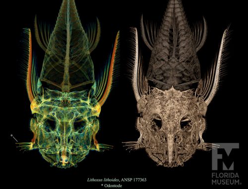 CT scan of an armored catfish. Rendered in X ray mode with colored density map (left) and volume rendering mode with bone coloring (right)