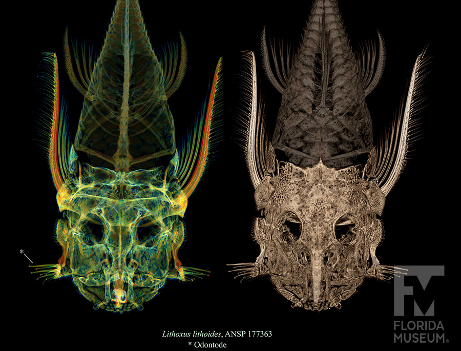 armored catfish scan