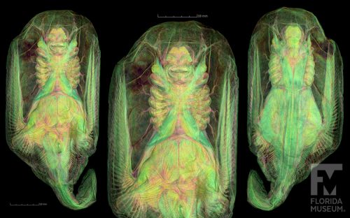 CT scan of a blind electric ray, with close up of the face and mouth (center), ventral view (left) and dorsal view (right).
