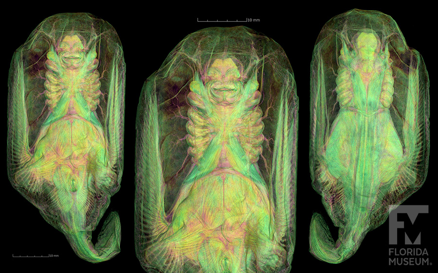 blind electric ray scan shows three images of the ray: front, back and a close up of the head. Scan is in shades of neon green, yellow, teal, and pink showing veins and muscles